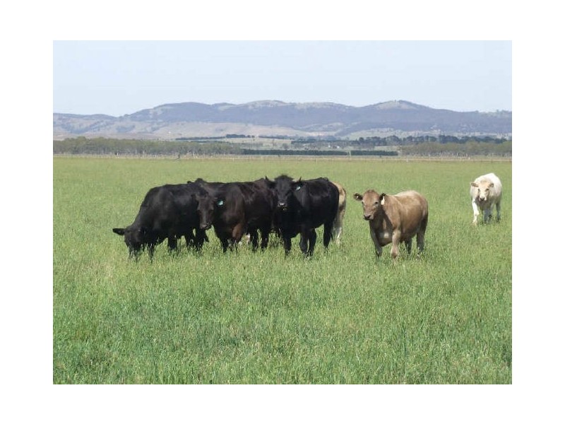 3159 Lumley Road, Tarago NSW 2580