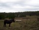 556 Cookanulla Road, Braidwood NSW 2622