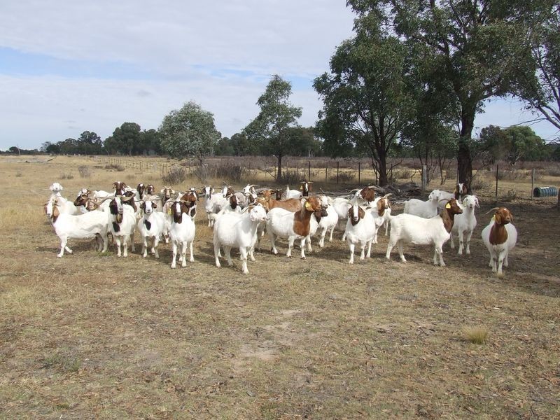 289 Fernleigh Close, Windellama NSW 2580