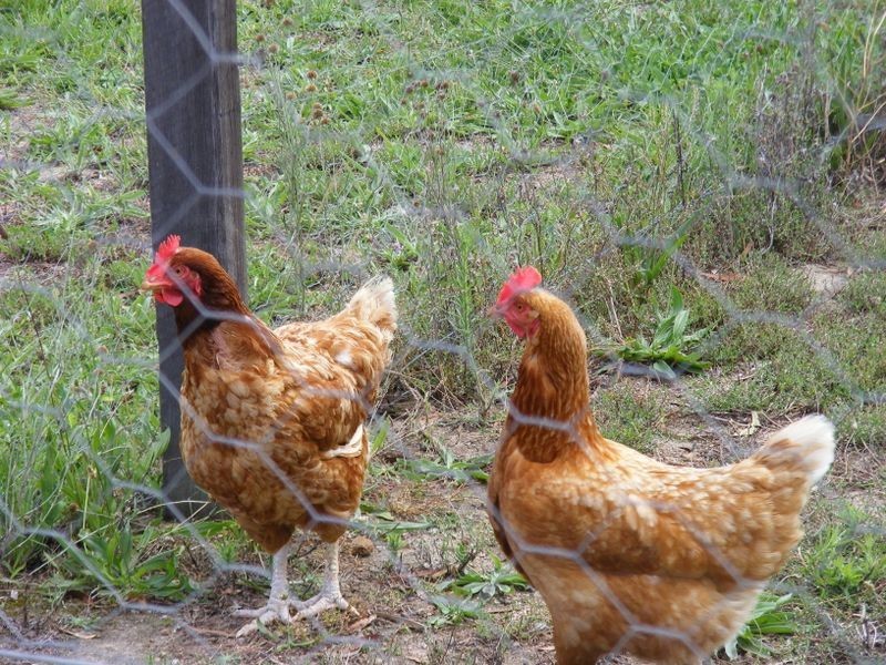 35 Eliza Power Drive, Marulan NSW 2579