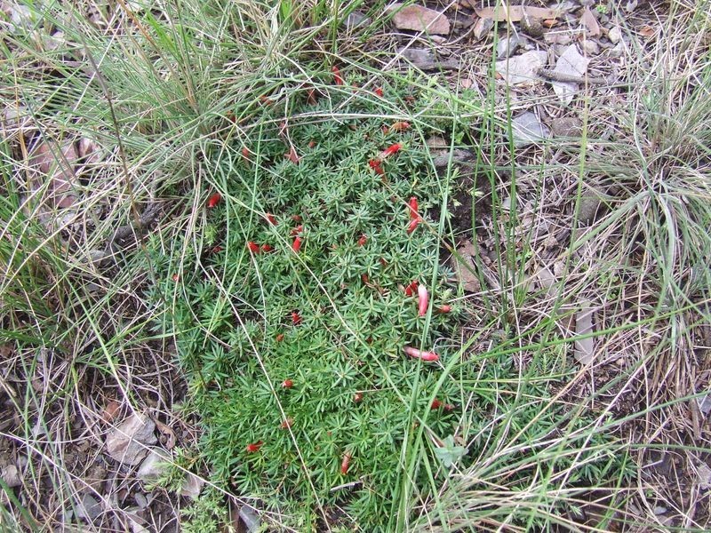 1016 Cullulla Road, Tarago NSW 2580