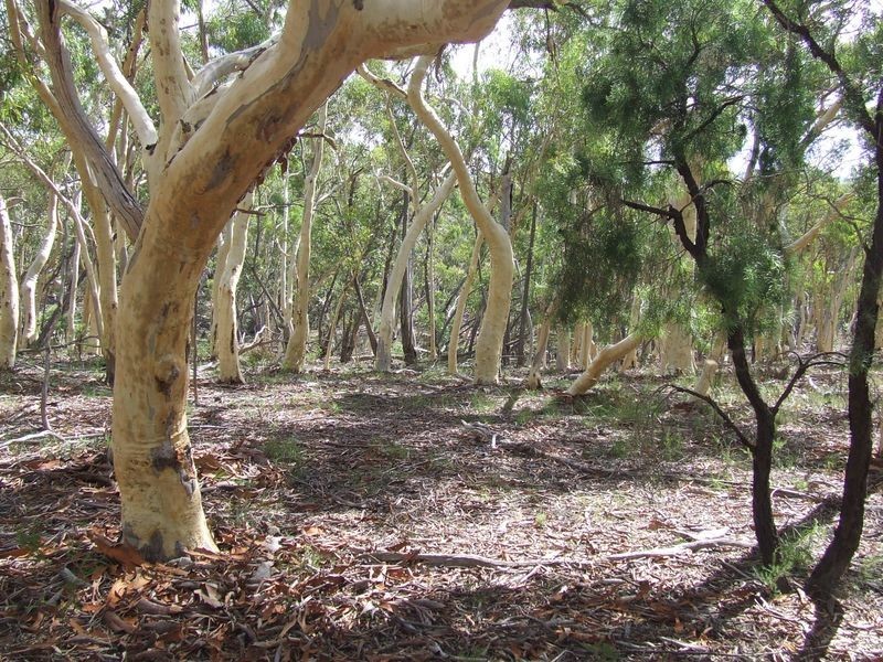 2172 Mayfield Road, Mayfield NSW 2580