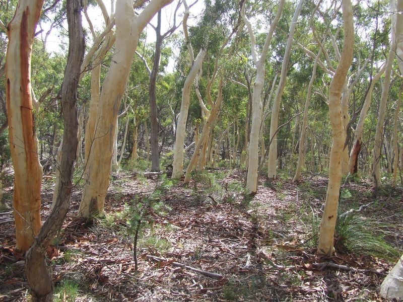 2172 Mayfield Road, Mayfield NSW 2580