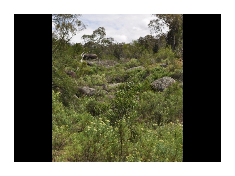 513 Reids Flat Road, Bigga NSW 2583