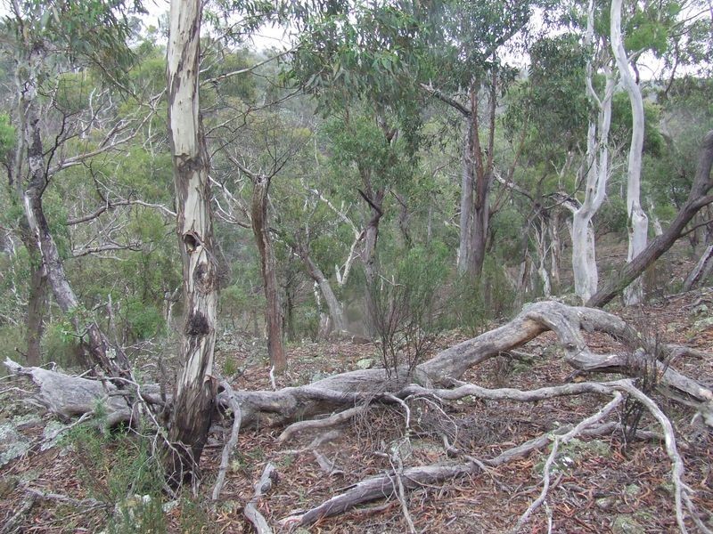 431 Strawberry Creek Road, Windellama NSW 2580