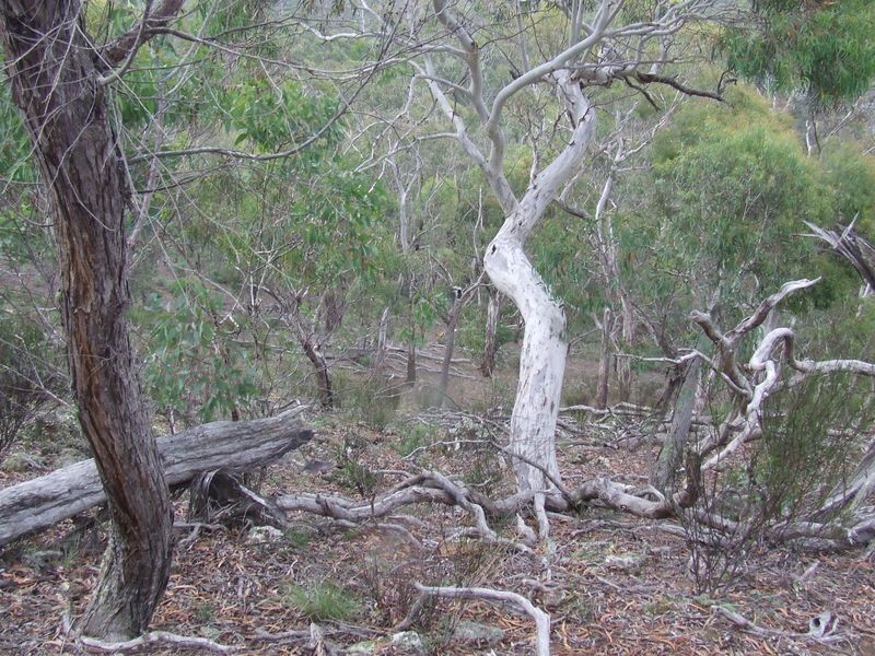 431 Strawberry Creek Road, Windellama NSW 2580