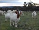1025 Taralga Road, Goulburn NSW 2580