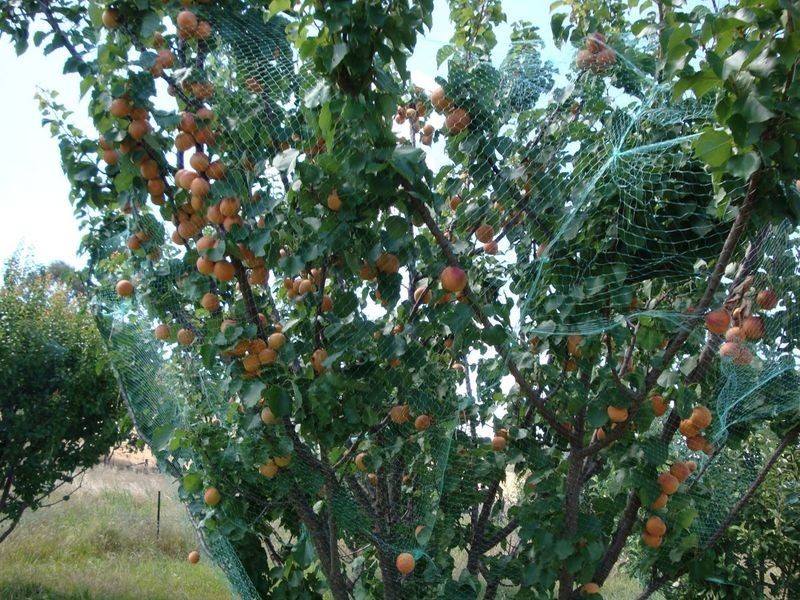 2386 Taylors Flat Road, Boorowa NSW 2586