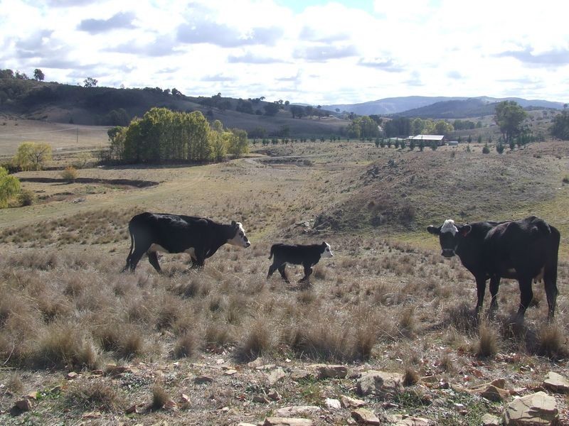 2386 Taylors Flat Road, Boorowa NSW 2586