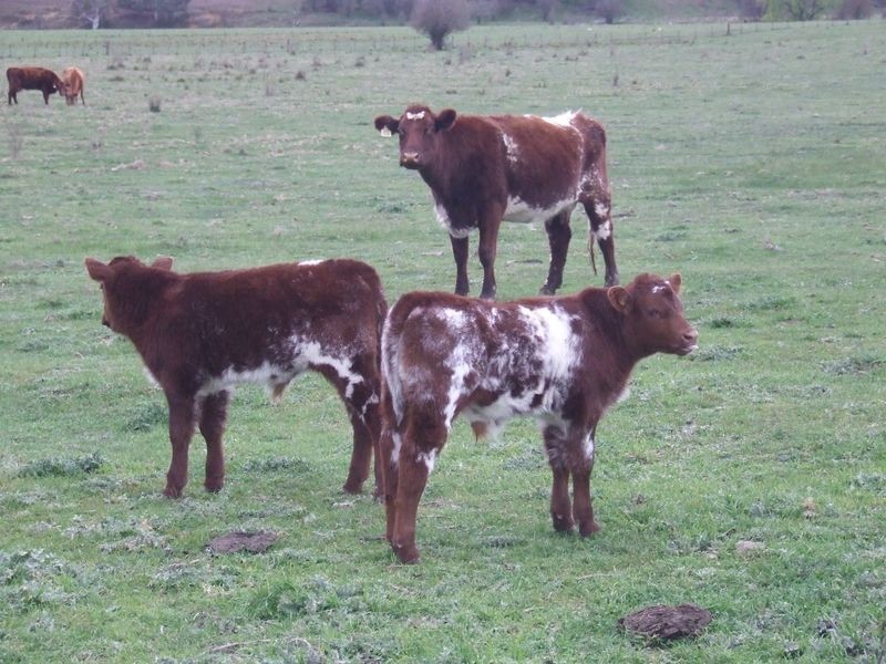 56 57 58 5 Lower Greendale Road, Dalton NSW 2581