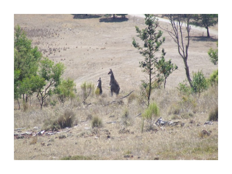 4517 Oallen Ford Road, Bungonia NSW 2580