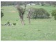 17434 Hume Highway, Goulburn NSW 2580