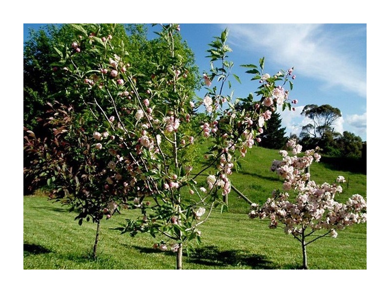 7 Wade Street, Crookwell NSW 2583