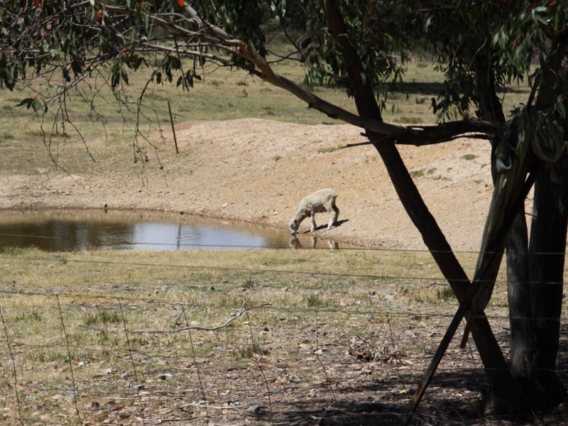 468 Williams Drive, Tarago NSW 2580