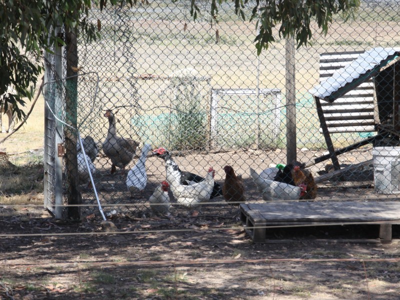 468 Williams Drive, Tarago NSW 2580