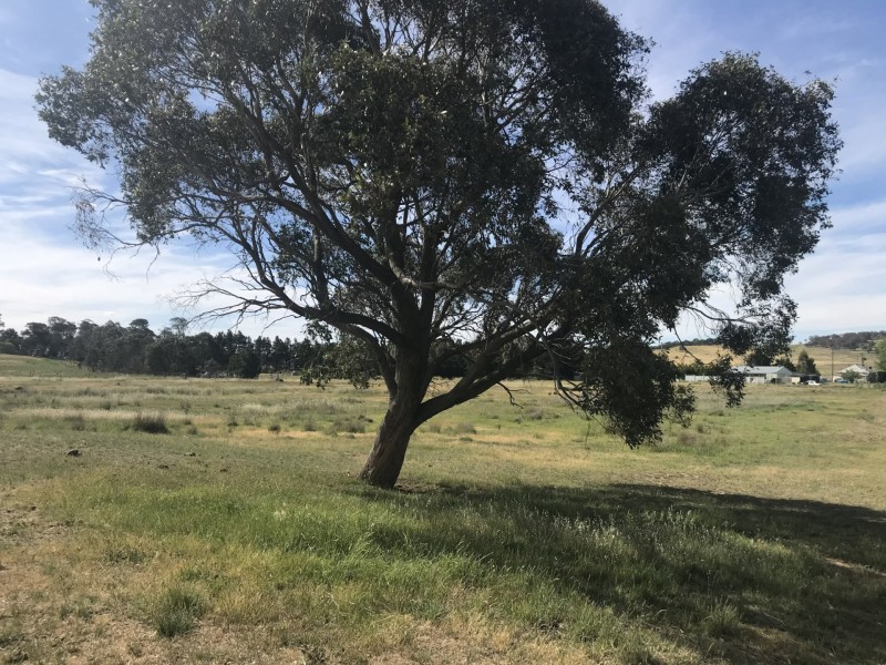 197 Cullerin Road, Breadalbane NSW 2581