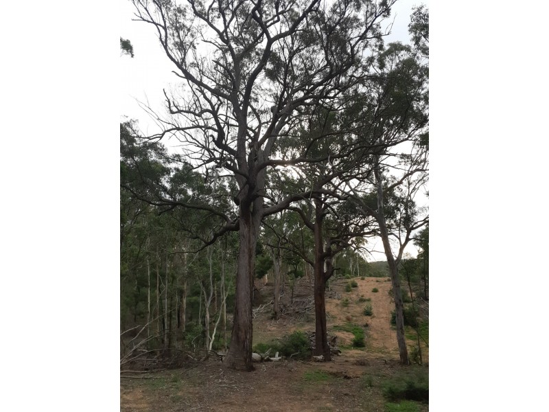 Lot 12 Timberlight Road, Windellama NSW 2580