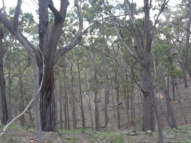 Lot 12 Timberlight Road, Windellama NSW 2580