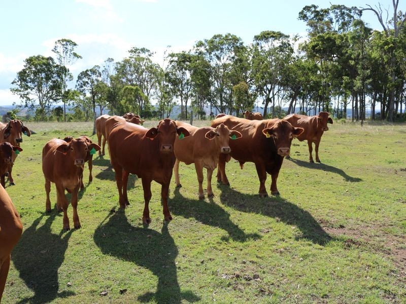 341 Bowman Road, Blackbutt QLD 4306