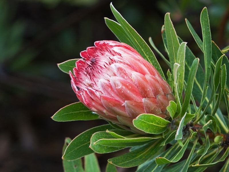Esk QLD 4312