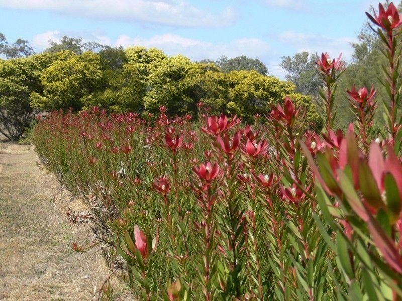 Esk QLD 4312