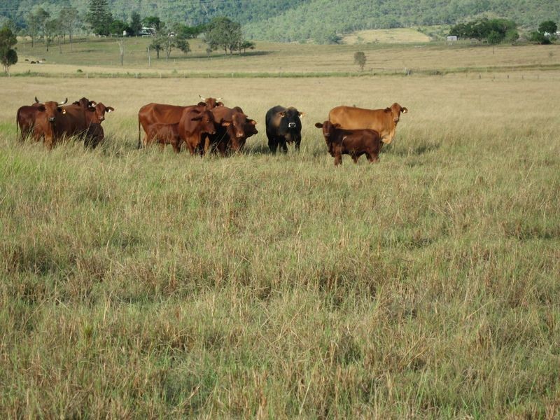 Biarra QLD 4313