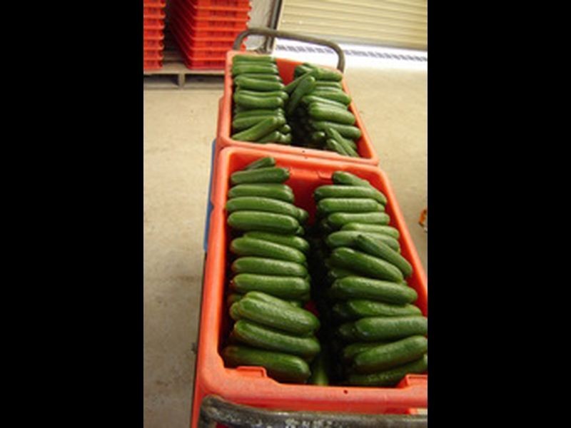 Mount Hallen QLD 4312