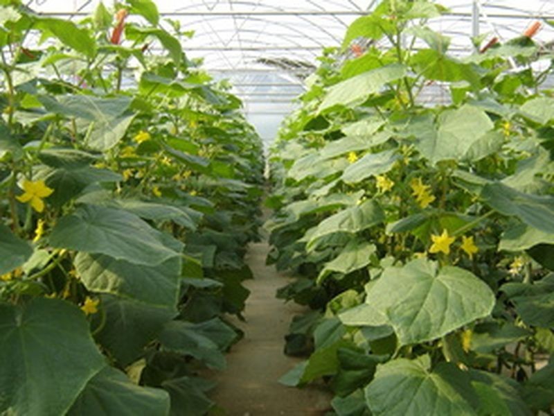 Mount Hallen QLD 4312