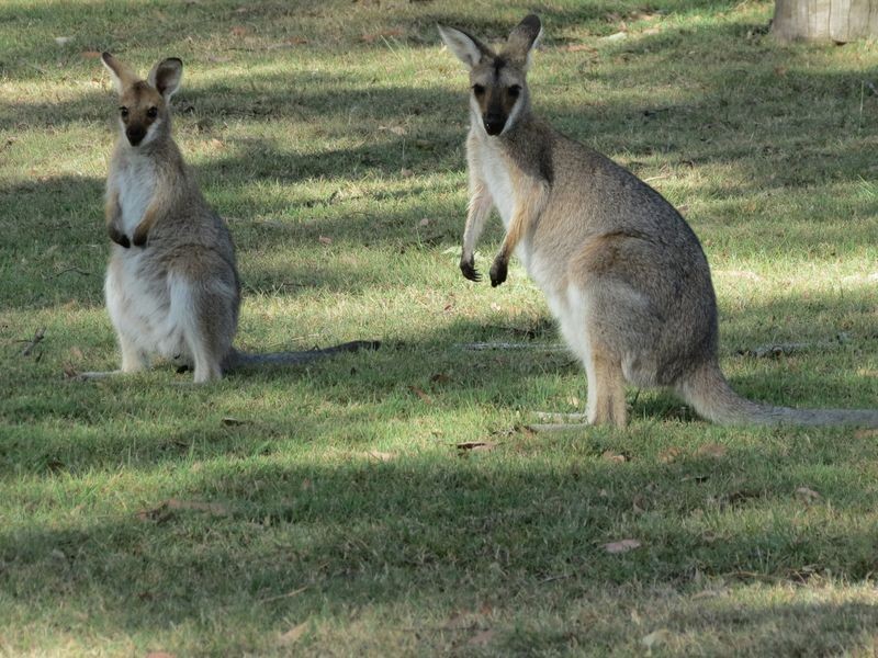 Esk QLD 4312