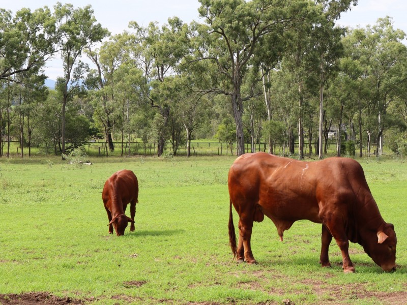 303 Clarendon Road, Rifle Range QLD 4311