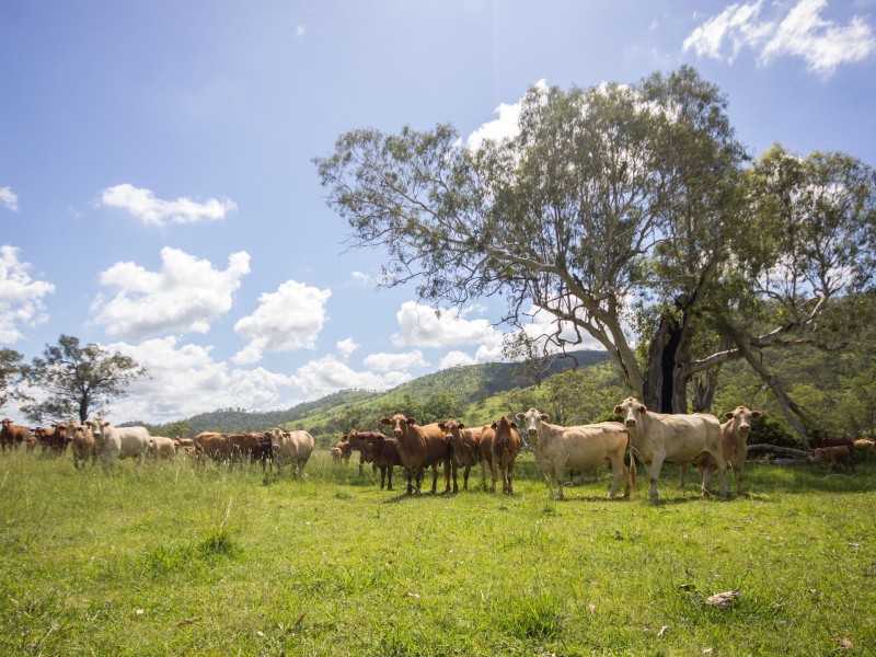 Biarra QLD 4313