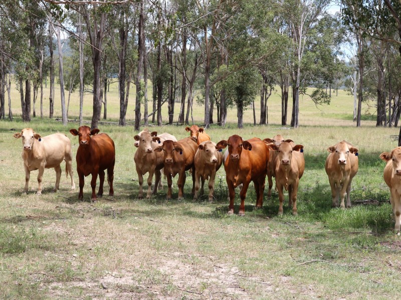 Lot 61 Cherry Lane, Ivory Creek QLD 4313