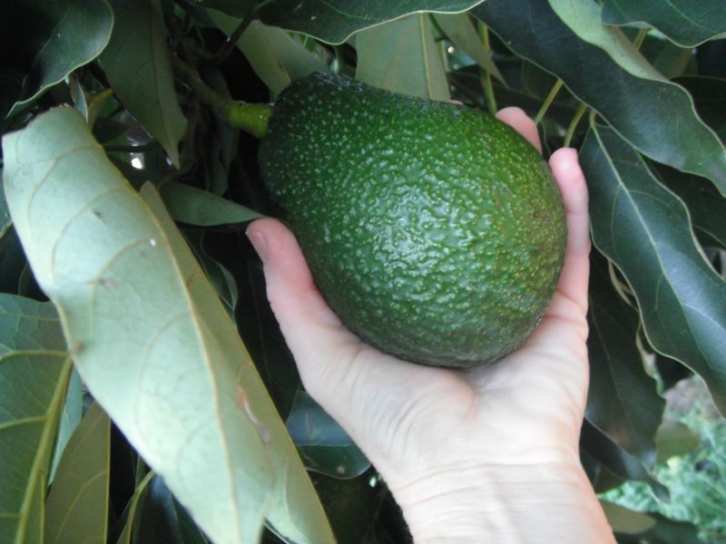 1000 ESK HAMPTON ROAD, Esk QLD 4312