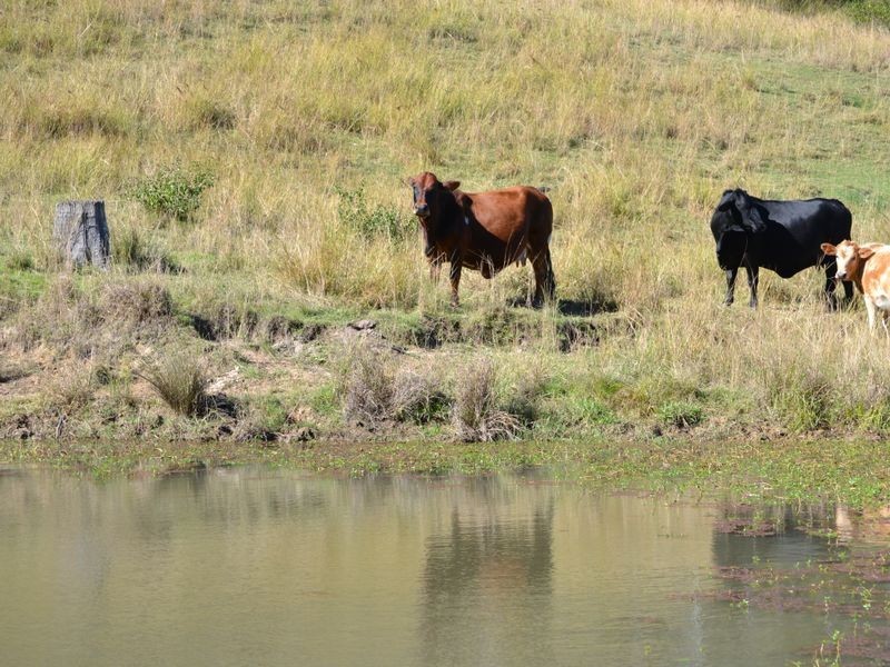 Harlin QLD 4306