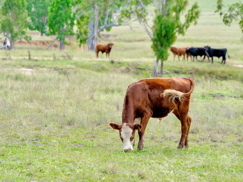 Lot 1 Tuites Lane, Biarra QLD 4313