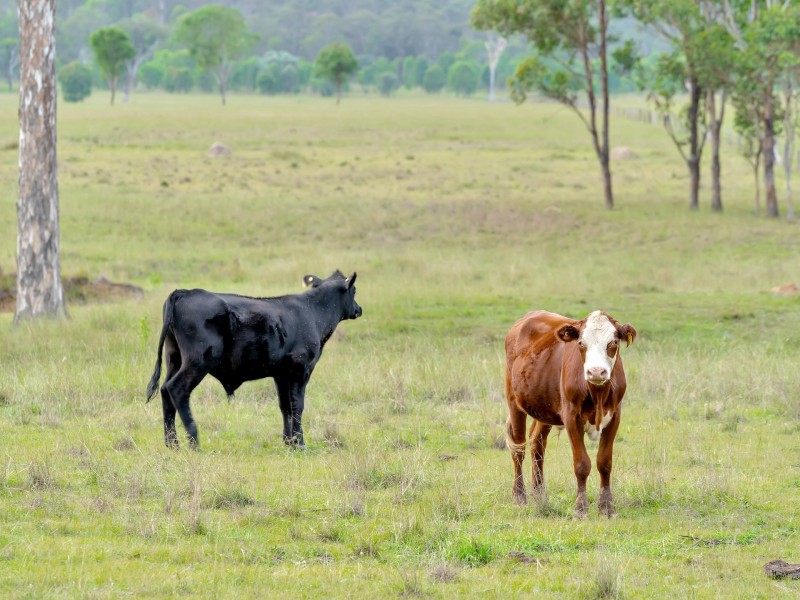 Lot 1 Tuites Lane, Biarra QLD 4313
