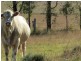 Harlin QLD 4306