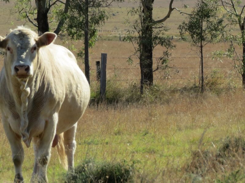 Harlin QLD 4306