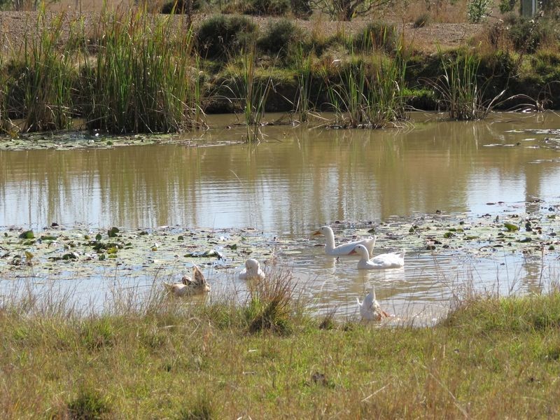 Harlin QLD 4306