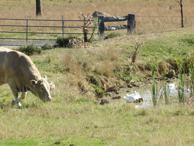 Harlin QLD 4306