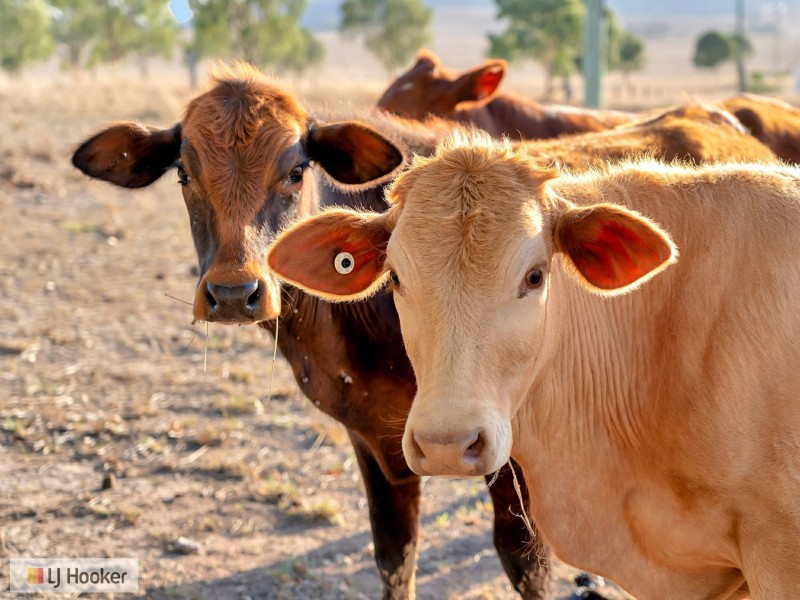 524 Turtle Creek Road, Harlin QLD 4306