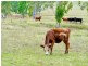0 Morden Road, Biarra QLD 4313