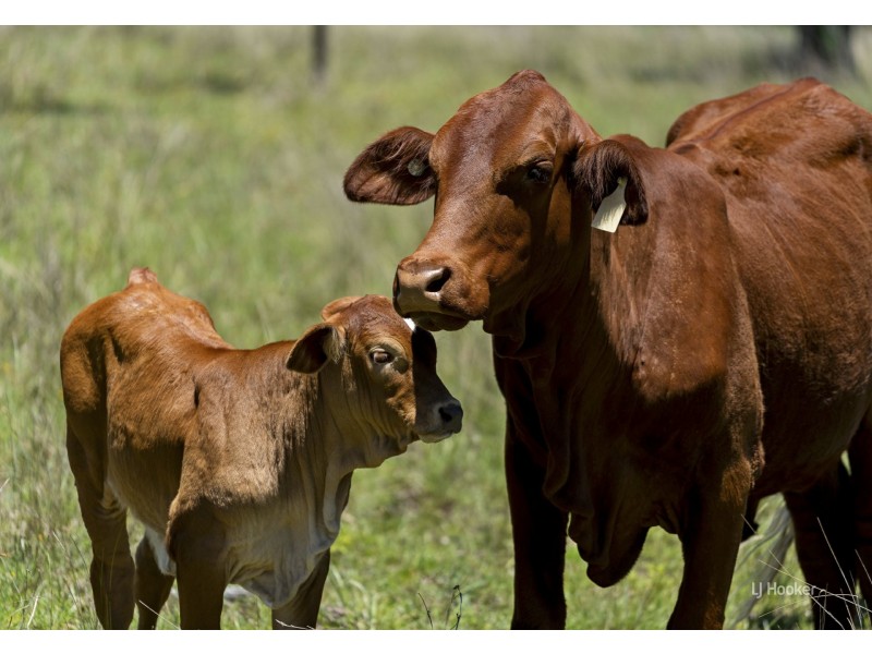 62 Wild Deer Drive, Taromeo QLD 4306