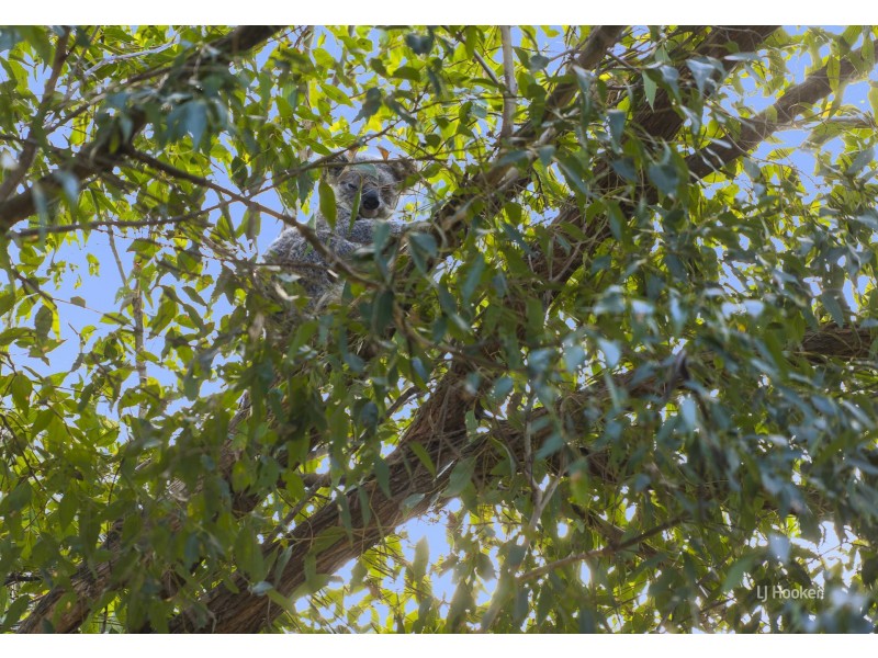 Lot 1 Alpine Court, Esk QLD 4312