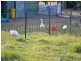 Biarra QLD 4313