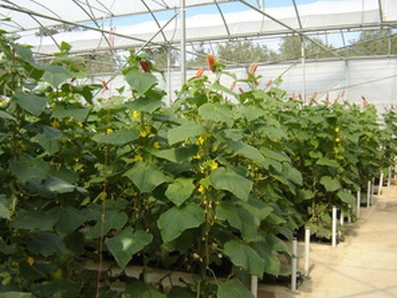 Mount Hallen QLD 4312