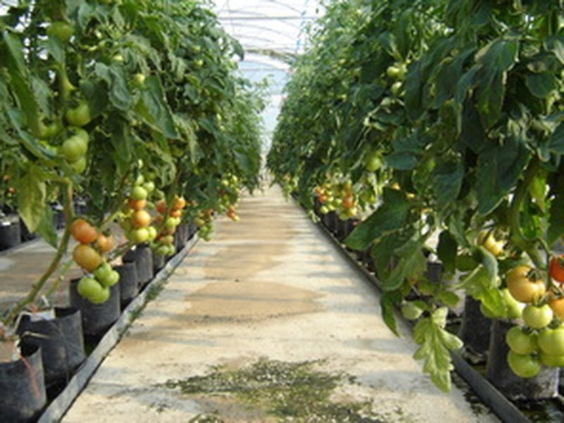 Mount Hallen QLD 4312