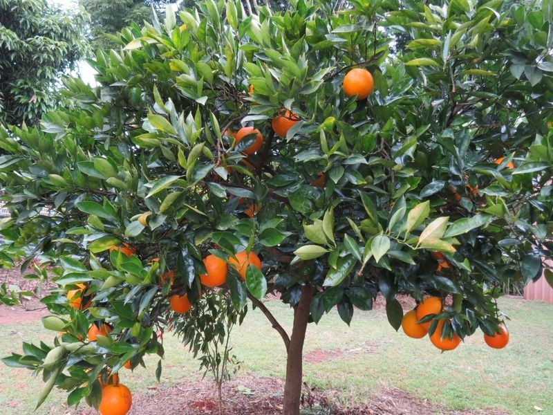 11 Brough Court, Esk QLD 4312