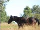Biarra QLD 4313