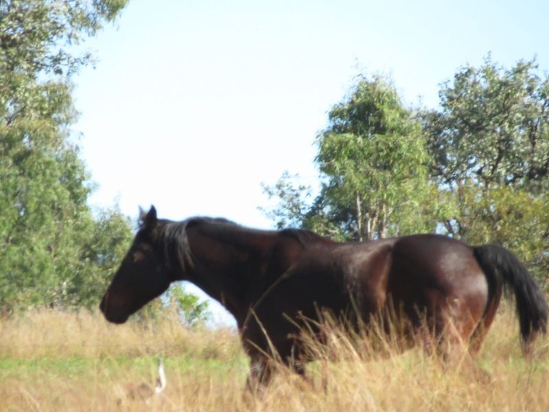 Biarra QLD 4313